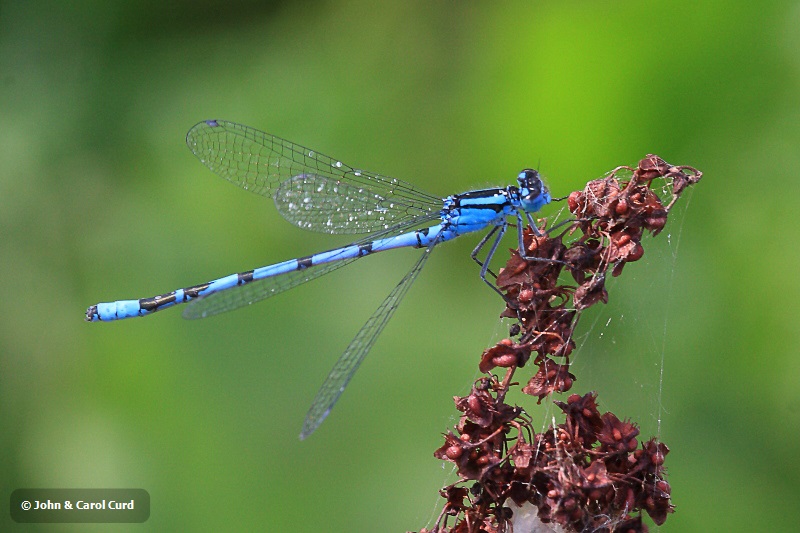 IMG_7178 Enallagma cyathigerum male.JPG